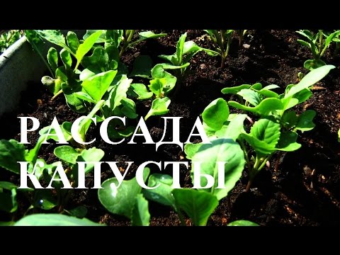 Рассада капусты выращивание и посадка в открытый грунт Что делать, если вытягивается рассада помидоров, перцев
