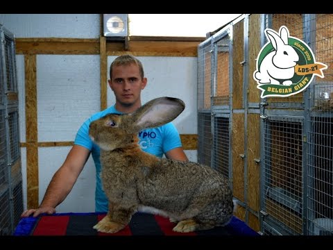 Тату замок с птицами