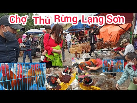 Chợ Phiên Vùng Cao | Chợ chim Cảnh Lớn Nhất Lạng Sơn| Vcls