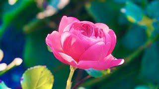 Pink Roses Collection 4K - Calm & Relaxing Piano & Violin Music 3 Hours