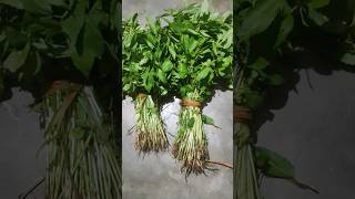 Patua Saag