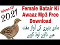 Female Batair Ki Awaz Mp3 Free Download Volume117 // Maada Batair ki Awaaz // Hunter Hunt