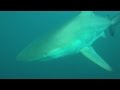 Baited dive on Protea Banks with Oceanic Blacktip sharks up close Baited dive on Protea Banks with Oceanic Blacktip sharks up close