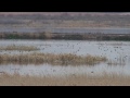 Empresas y biodiversidad. Una alianza para conservar la riqueza de la Red Natura