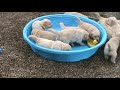How to make 5 week old golden retriever puppies really mad! Cutest puppy video ever!