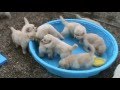 5 week old golden retriever puppies really mad when someone doesn't fill their pool!