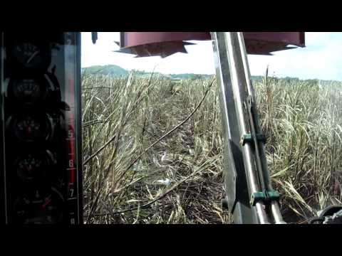 Golden Grove Jamaica