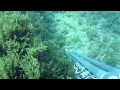 Pesca sub: cattura polpo 5,3 kg