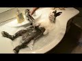 Bunny takes a shower