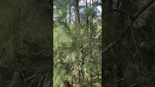 Beautiful Pine Trees In Wright Park Baguio City