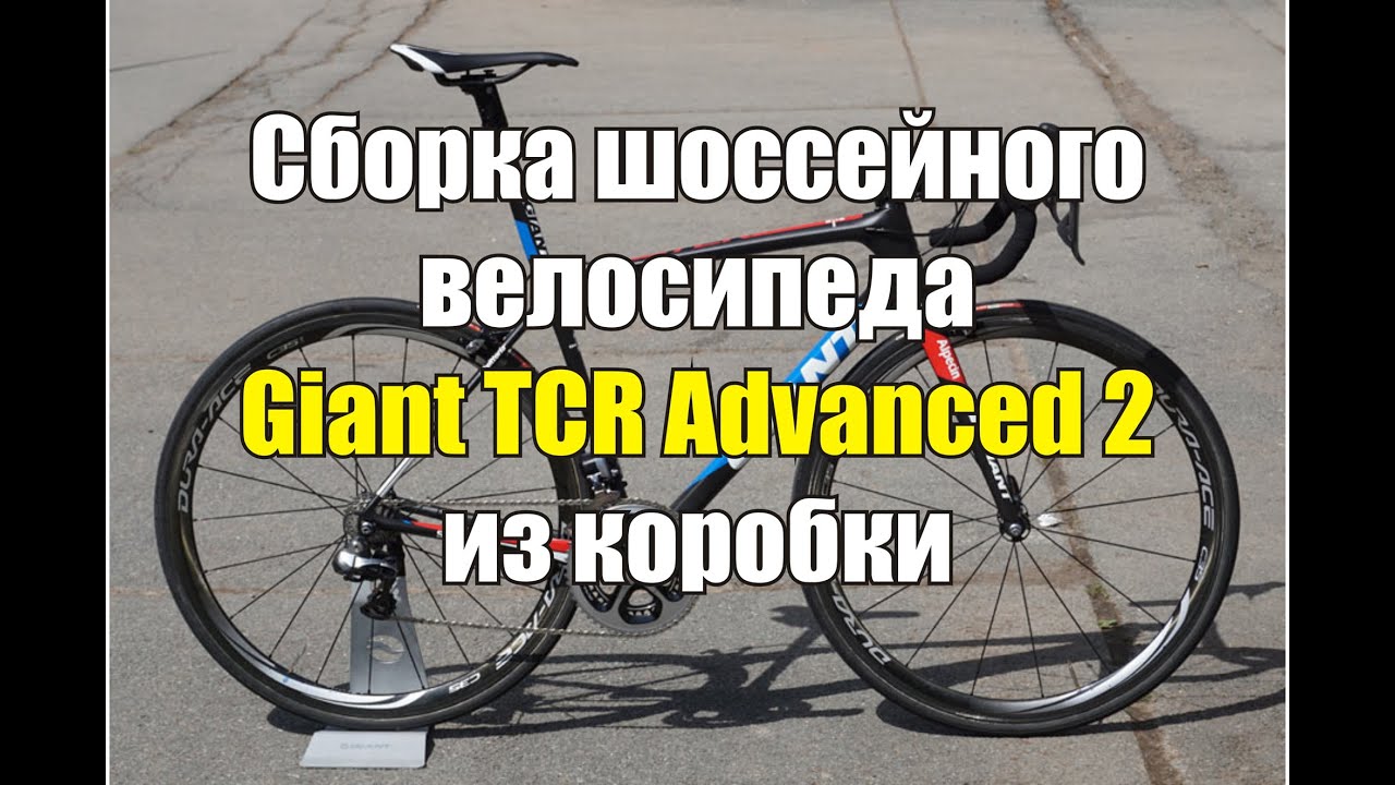 Корсет для таксы при дископатии