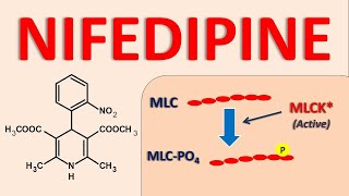 Nifedipine - Mechanism, Side Effects And Uses