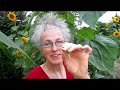 Giant Sunflowers - Wisconsin Garden Video Blog 184.avi