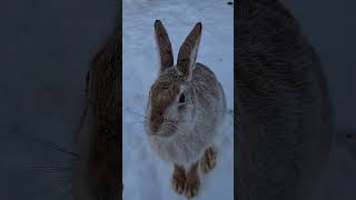 Гипноз Зайца Джасти #Banana #Bunny #Cute #Hare
