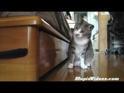 funny moving pictures. Funny Moving Animals Videos