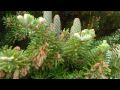 Voice of David 38 Tragedy Psalm 38 tragedie