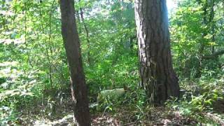 My Rat Terrior Treed On A Squirrel.