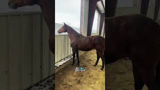Giving The Big Mares A Little Screen Time