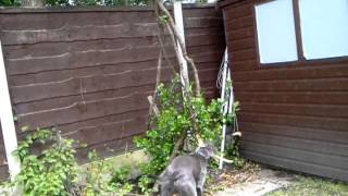 Staffordshire Bull Terrior V.s. Tree Vine