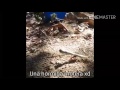 Una hormiga motera!