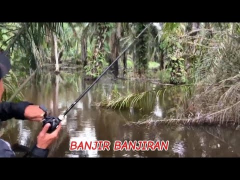 MENCARI TITIK GABUS BERSARANG  | CASTING GABUS AKHIR TAHUN #mancing #daiwa #gabus  @ONGKUDAENG