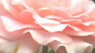 Abdurrahman Önül - Sarı Çiçek - Müziksiz İlahiler