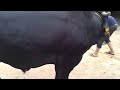 Pakistan Qurbani Dangerous Bull images Pakistan Qurbani Dangerous Bull