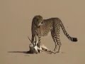 le jaguar chasse