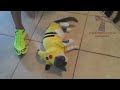 Cats can make anyone laugh - Funny cat compilation