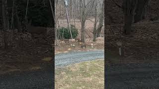 Four Does At The Feeders