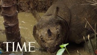 Watch Rare Footage Of The World’s Most Endangered Rhino | TIME