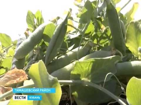 Сажалка для лука и чеснока своими руками Сажалка для лука и чеснока своими руками