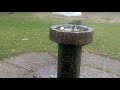 SIBERIAN HUSKY wolf bebiendo agua de la fuente