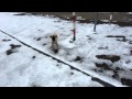 KANGAL BONCUK 2,5 AYLIK - Film Yorum