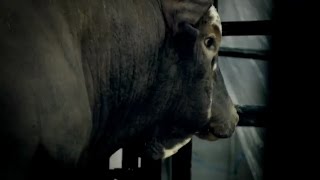 Pbrs J.b. Mauney And Bushwacker Battle