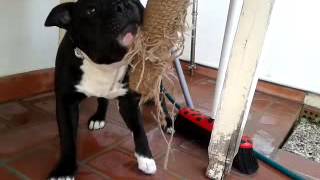 Staffordshire Bull Terrier Training 2014 08 12