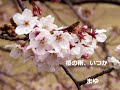 ★mayukeru★「桜の雨、いつか」　松たか子