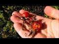 Wild Edibles: Rose Hips Tasty Tuesday