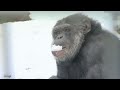 Diva chimp: Only goes out in the snow wrapped in a blanket