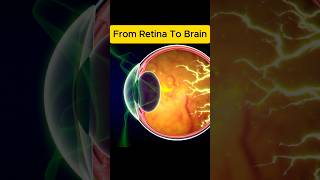 How The Human Eye Works Light, Cornea, Retina & Iris Explained In 14 Seconds 