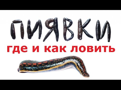 как поймать пиявку на рыбалку как поймать пиявку на рыбалку