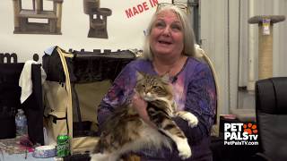 Going cat crazy at the CFA Cat Club show