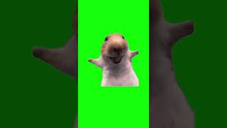 Laughing Rat Green Screen