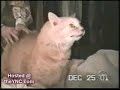 Funny Cats  vs. Funny Dogs