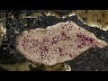 canola
