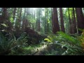 Nature Is Speaking – Robert Redford is The Redwood | Conservation International (CI)
