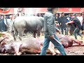 Tana Torajah Funeral Ceremony Water Buffalo Sacrifice Day 3