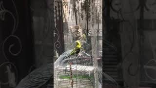 Açlık Çok Kötü Bişey