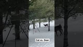 Cat Vs. Deer - Just Some Friendly Compeion.