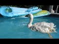 Видео OLIVER Indoor Diapered Sebastopol Goose Swims again!